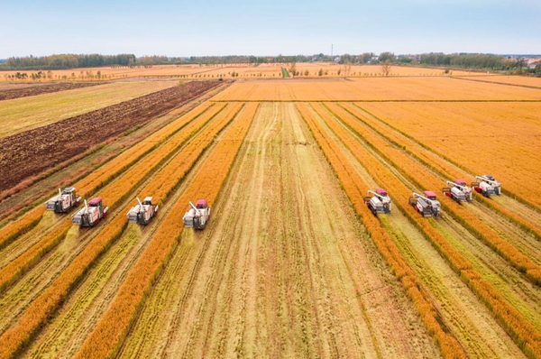 秋糧收獲現(xiàn)場。東?？h委宣傳部供圖
