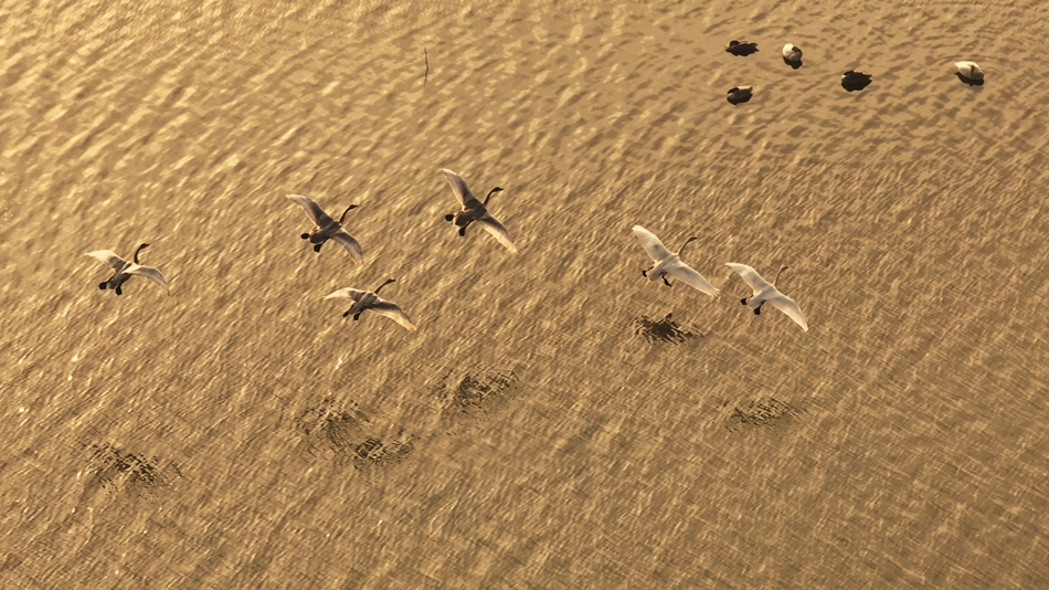 落日余暉下，天鵝“翩翩起舞”?？渍\誠攝