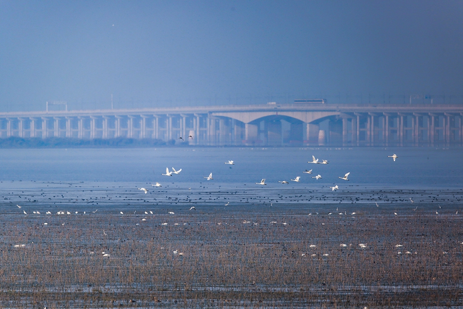天鵝成群結(jié)隊在石臼湖上飛翔。徐平平攝