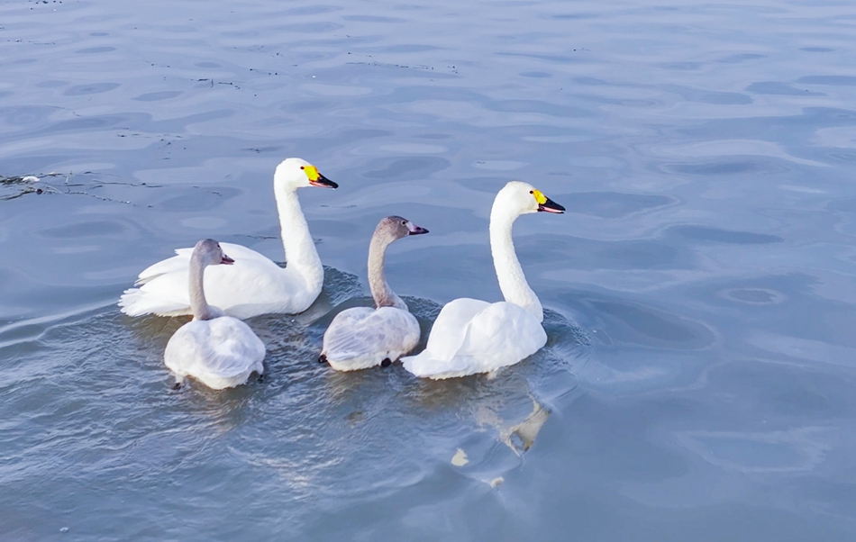 天鵝在休憩。傅志偉攝