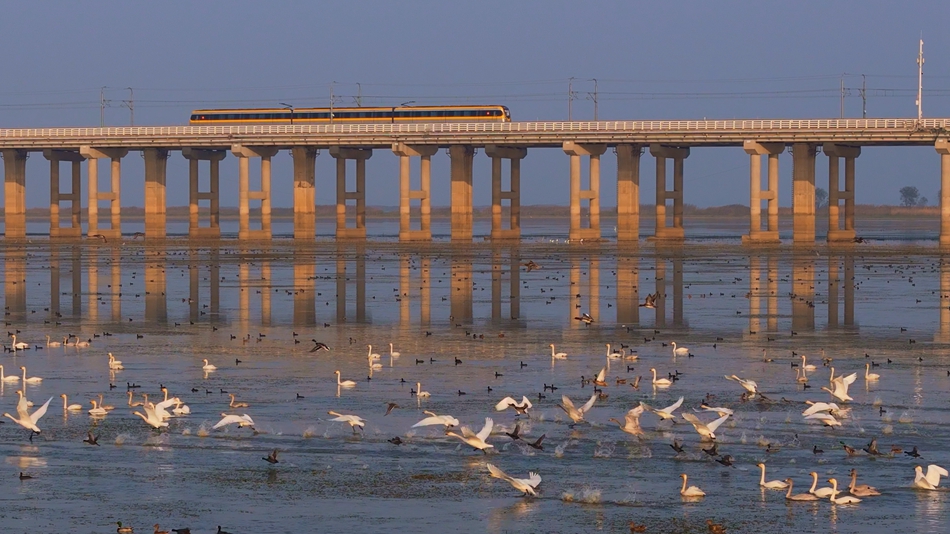 越冬的天鵝與飛馳的列車(chē)?？渍\(chéng)誠(chéng)攝