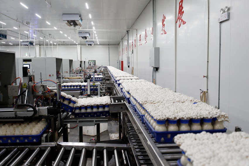 菌菇包裝線。裴成攝