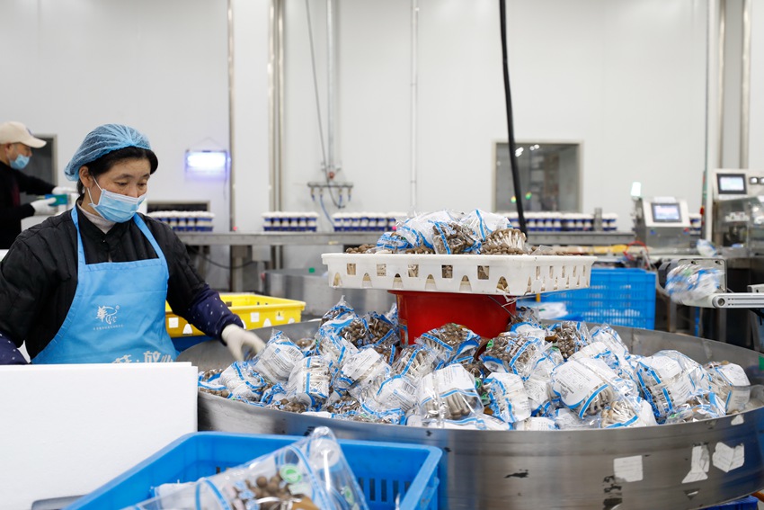 菌菇生產企業(yè)吸納附近數(shù)千名農戶就業(yè)。裴成攝