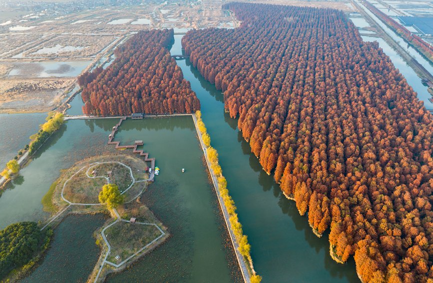 冬日的里下河國家濕地公園色彩斑斕。周社根攝