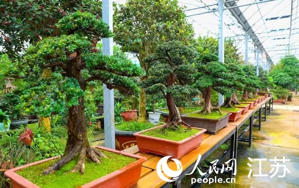 沭陽縣藝森園花木基地內(nèi)的盆景。人民網(wǎng) 黃啟源攝