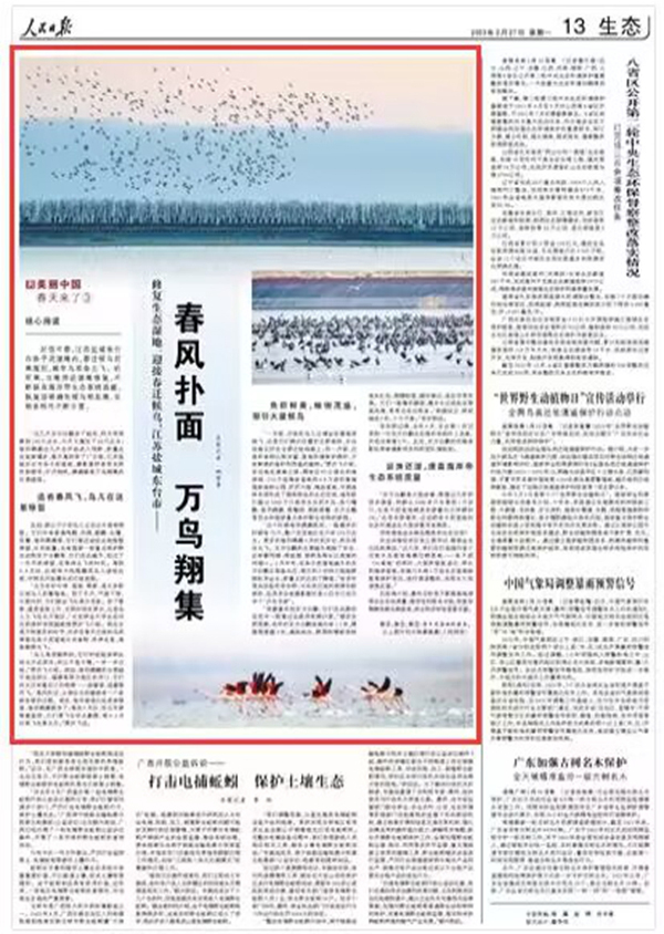 2023-02-27                            江蘇鹽城東臺：春風(fēng)撲面 萬鳥翔集                           時值早春，江蘇鹽城東臺市條子泥濕地內(nèi)，春遷候鳥前來報到，越冬鳥準備北飛。近年來，當?shù)赝七M濕地修復(fù)，不斷提高海岸帶生態(tài)系統(tǒng)質(zhì)量，恢復(fù)珍稀瀕危候鳥棲息地，生物多樣性不斷豐富。                                             “這幾天東方白鸛多了起來，昨天我觀察到100只出頭，今天又增加了20只左右；卷羽鵜鶘這幾天也開始進入視野，數(shù)量還在逐漸增多，春天真的來了！”日前，江蘇鹽城東臺市條子泥濕地，攝影愛好者李東明收獲頗豐，打開相機，滿滿都是萬鳥翔集的壯美畫面。                    【詳細】                 《 人民日報 》（ 2023年02月27日 13版）            