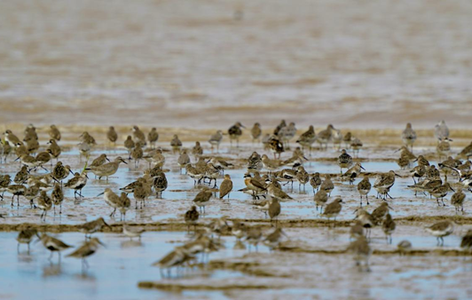 鹽城：“濕”意盎然 逐綠向藍今年9月25日至27日，2023全球濱海論壇會議在江蘇鹽城如約而至。近日，人民網(wǎng)走進這座擁有“世界自然遺產(chǎn)”“國際濕地城市”兩張閃亮名片的沿海綠城?！驹敿殹?/></a></div>
<h2><a href=