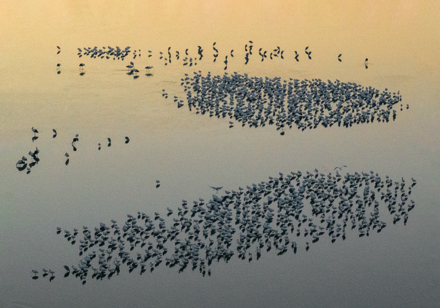 濕地生態(tài)好 候鳥來越冬。史道智攝
