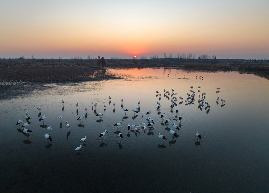 濕地生態(tài)好 候鳥(niǎo)來(lái)越冬。史道智攝