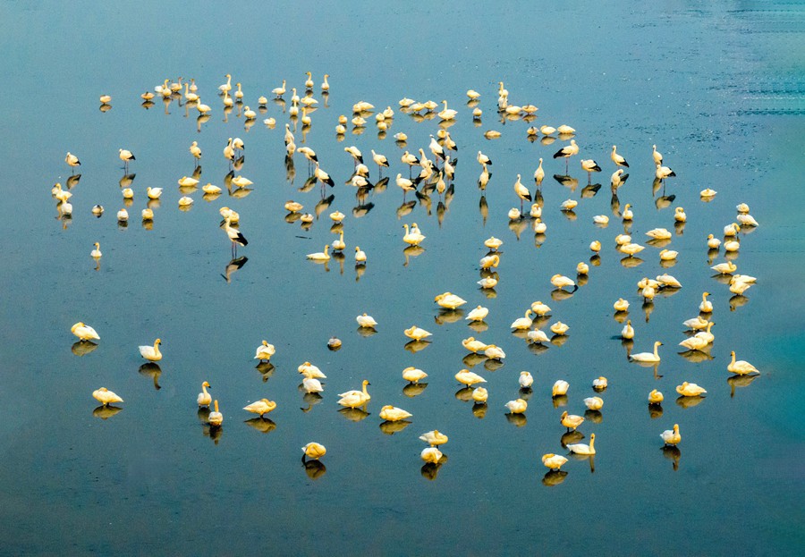 濕地生態(tài)好 候鳥來越冬。史道智攝