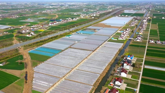 “小田”變“大田”，增產(chǎn)又增收。東臺(tái)市委宣傳部供圖