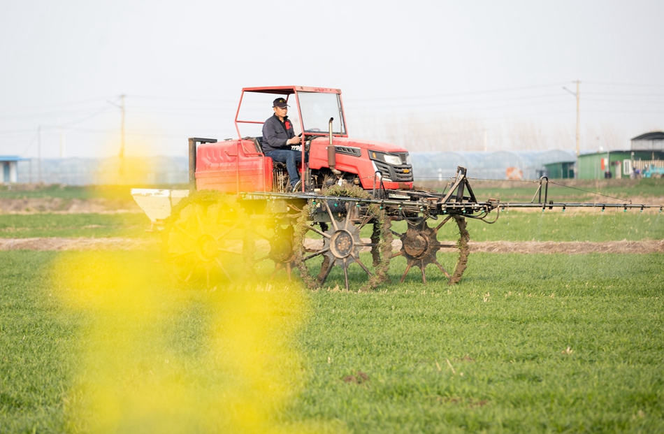 農(nóng)場工作人員對麥田進(jìn)行噴藥作業(yè)。周社根攝
