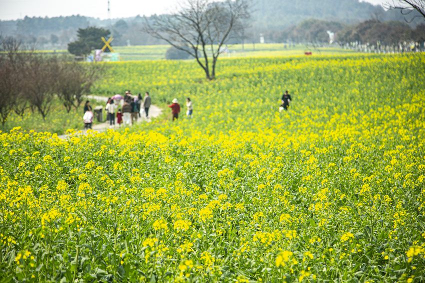 油菜花海如期盛開。高淳慢城管委會供圖