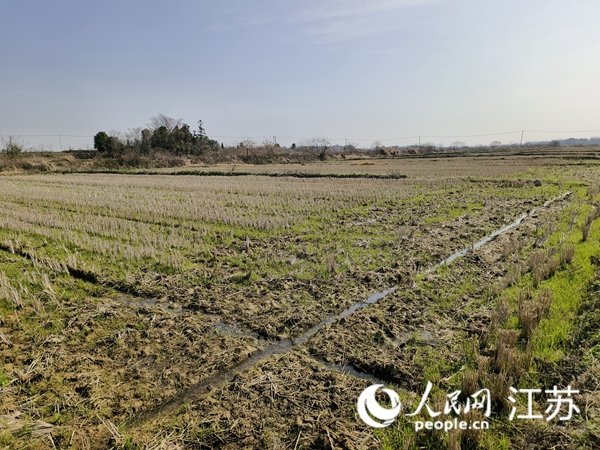 淳和水稻專業(yè)合作社目前歇茬的試驗田。人民網 張瀚天攝
