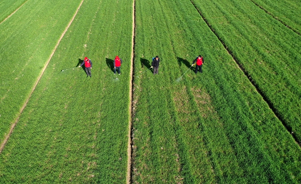 志愿者與農戶在田間一起噴灑農藥。沭陽煙草供圖