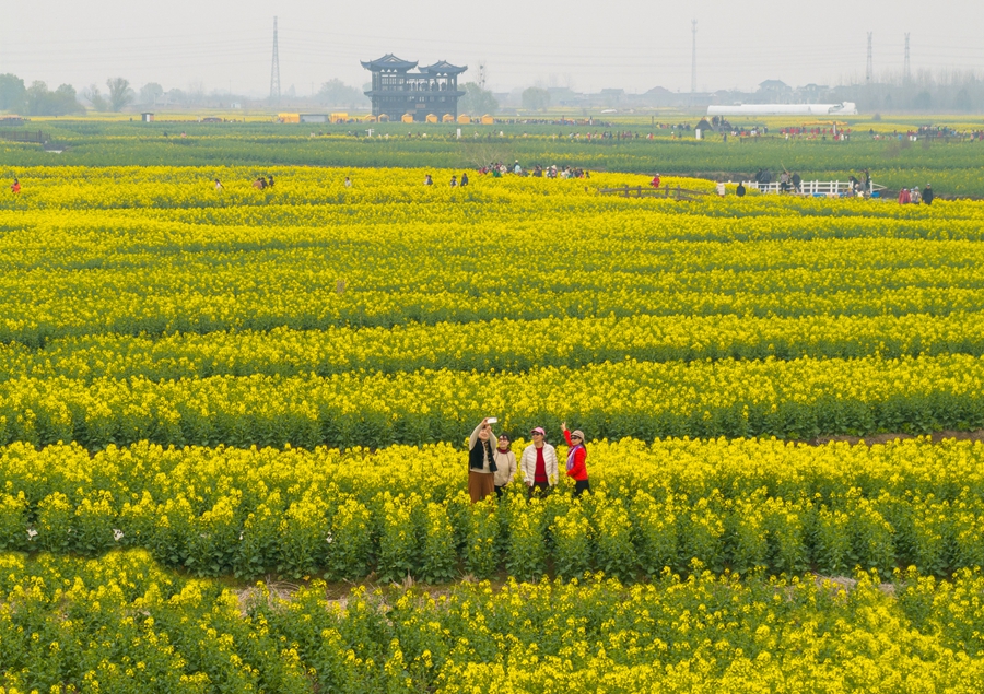 市民游客在垛田拍照打卡。周社根攝
