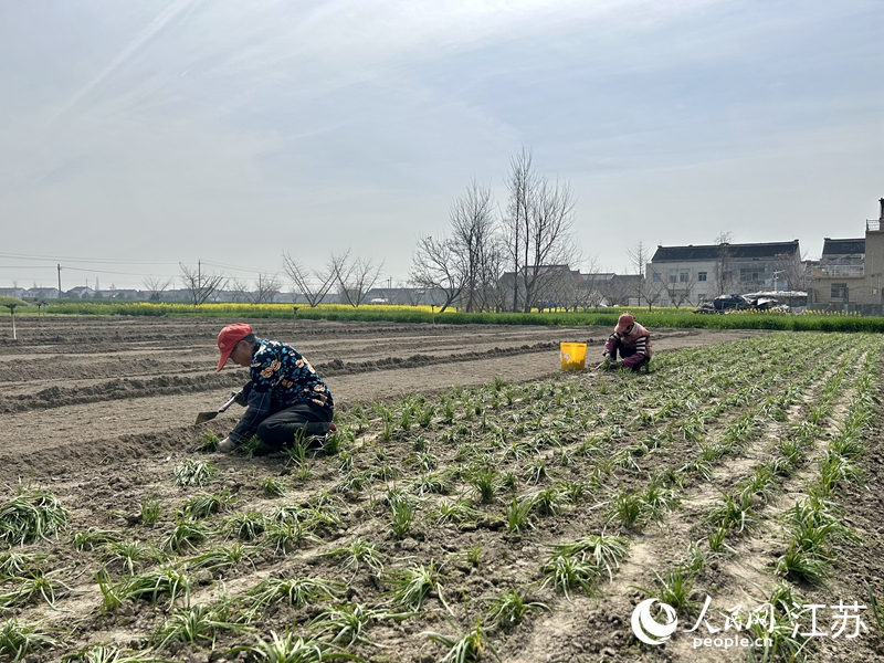 村民在移栽韭菜苗。人民網(wǎng) 王丹丹攝