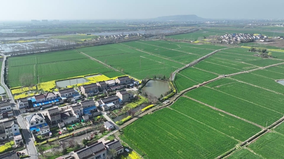 上馬村的連片農(nóng)田。張雅茜攝