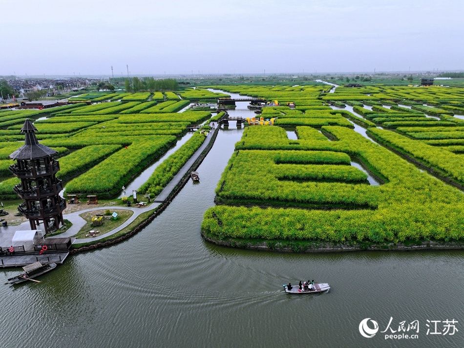 谷雨時(shí)節(jié)的垛田花海。人民網(wǎng) 余樂(lè)攝