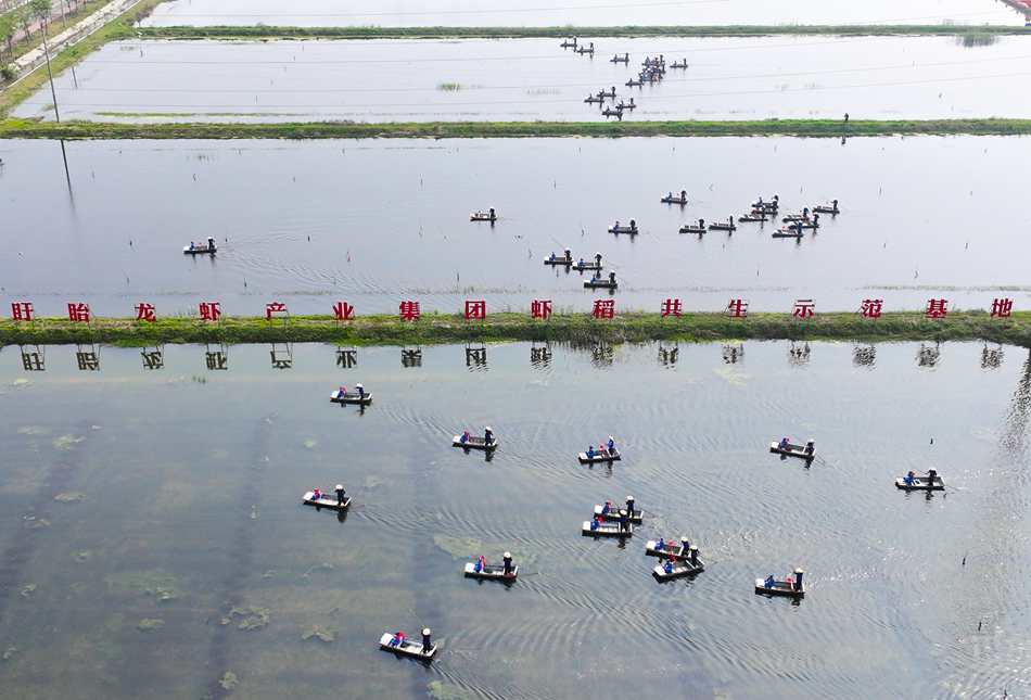 盱眙小龍蝦開捕。許昌銀攝