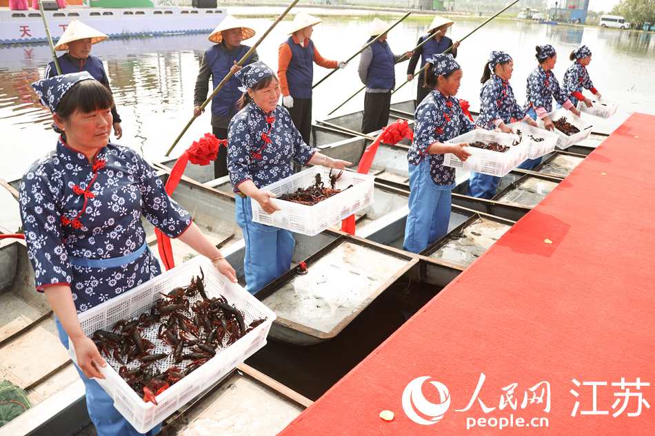 小龍蝦出水。人民網(wǎng)記者 馬曉波攝