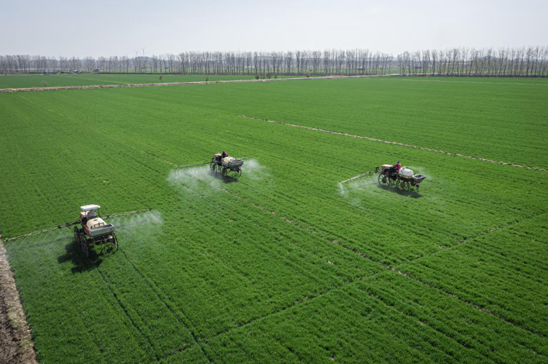 無人植保機(jī)在高標(biāo)準(zhǔn)農(nóng)田上撒藥。銅山區(qū)委宣傳部供圖