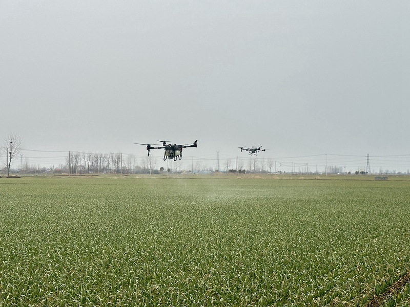 邳州宿羊山鎮(zhèn)大蒜種植區(qū)，無人機噴灑肥料。邳州市委宣傳部供圖