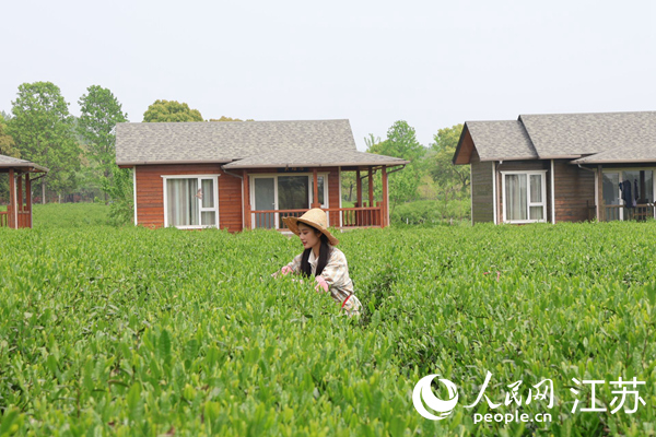 九華村連片茶園內(nèi)，春茶競發(fā)。人民網(wǎng) 楊維瓊攝