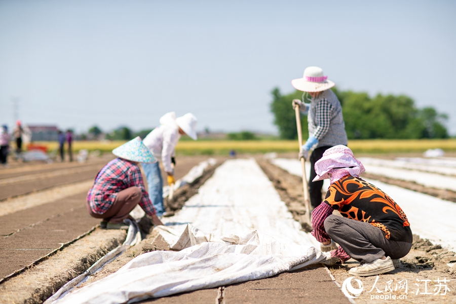 村民在秧盤上覆薄膜。人民網(wǎng) 范堯攝
