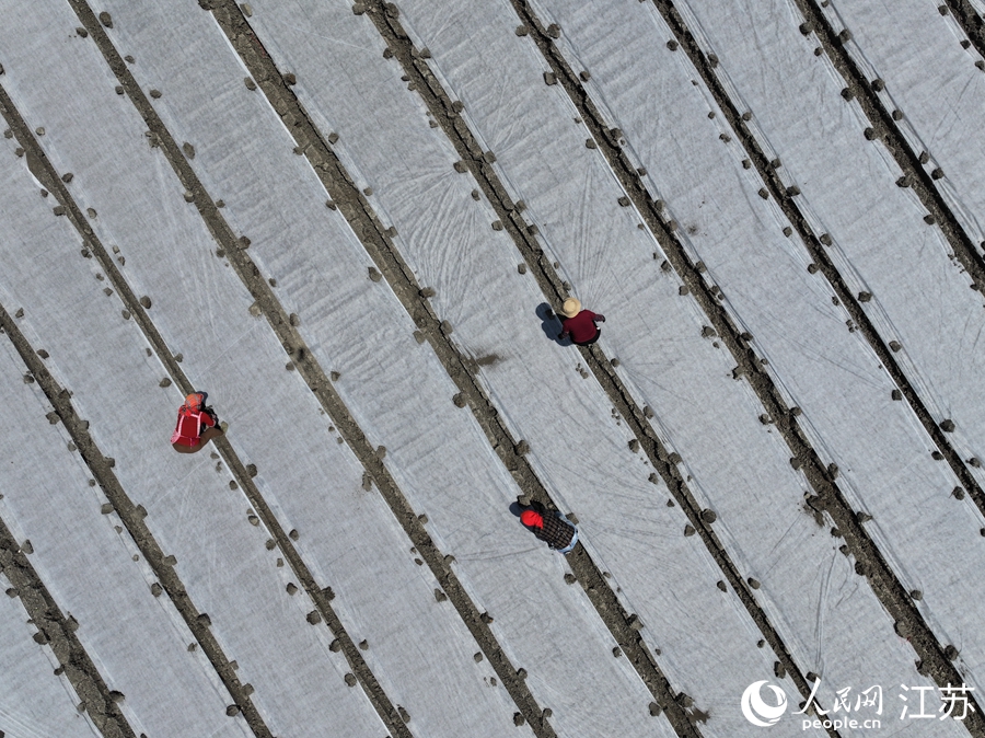 農(nóng)民們在秧盤上覆薄膜。人民網(wǎng) 范堯攝