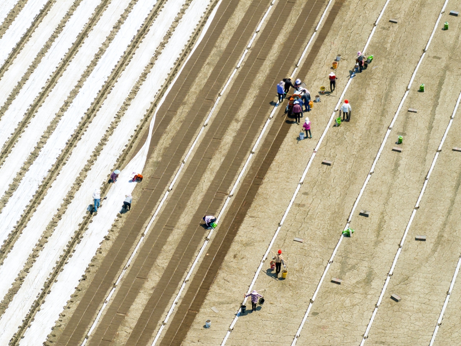 農(nóng)民們?cè)诨赜碇行募凶鳂I(yè)。周社根攝
