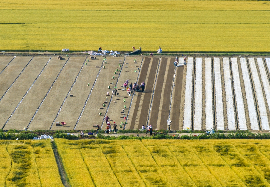 當(dāng)?shù)剞r(nóng)民育秧忙。周社根攝