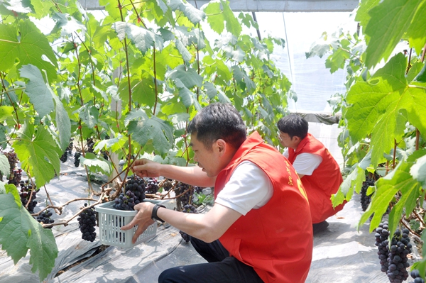 志愿者幫助果農(nóng)采摘。泗洪煙草供圖