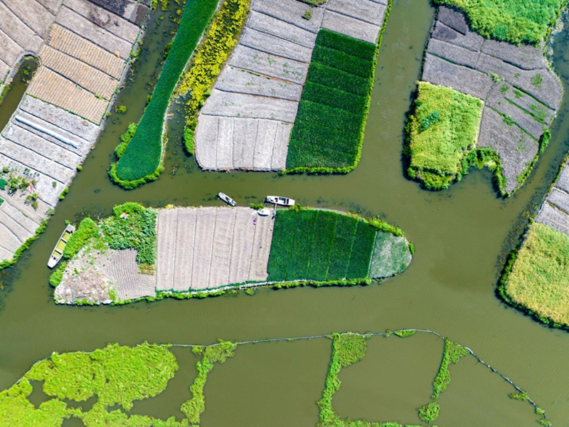 初夏的垛田色彩斑斕，深綠色的是尚待采收的蔥田。 周社根 攝