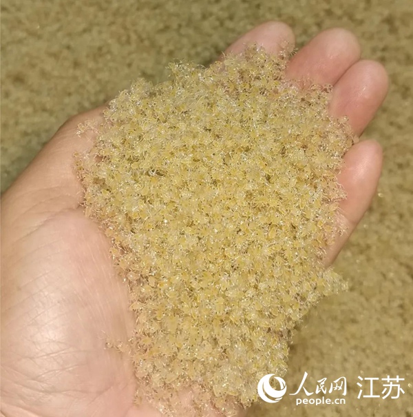 被稱為“大眼”的蟹苗。人民網(wǎng) 鞠峰攝