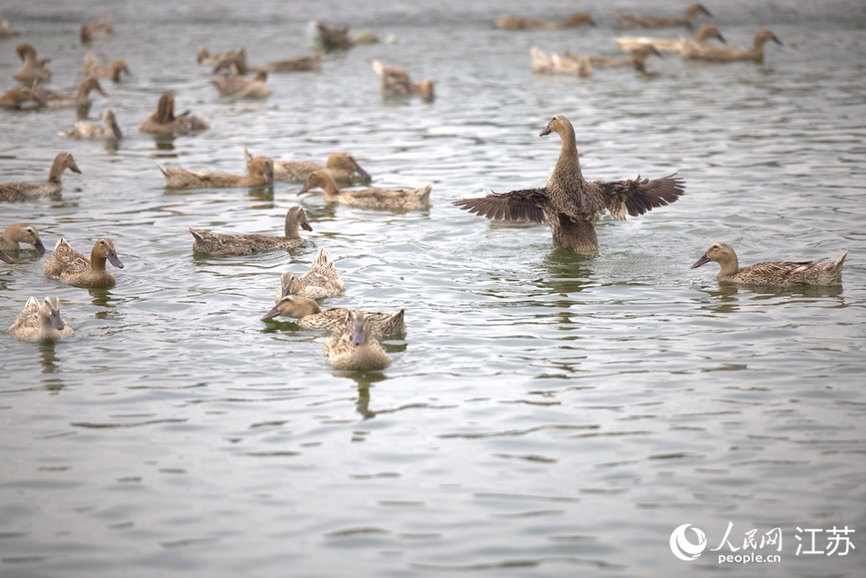 放養(yǎng)的高郵麻鴨。人民網(wǎng) 梁明攝