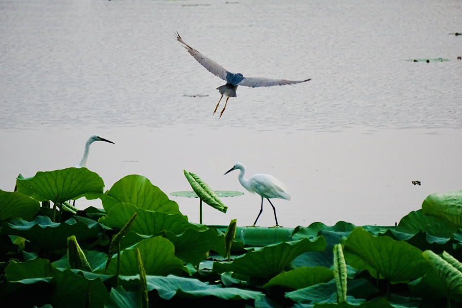 莫愁湖公園里的鳥類。汪志勤攝
