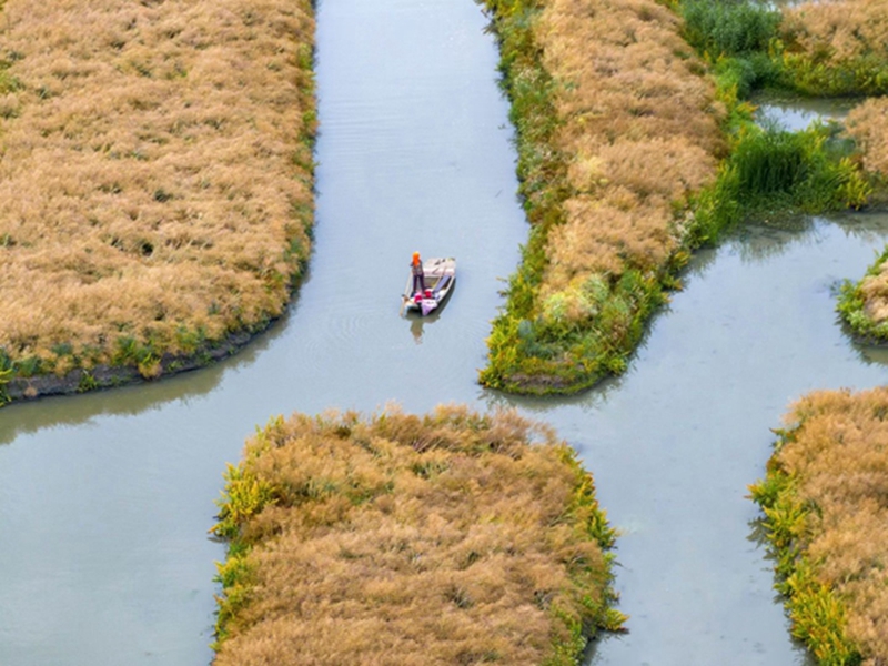 興化垛田，油菜籽成熟。周社根攝