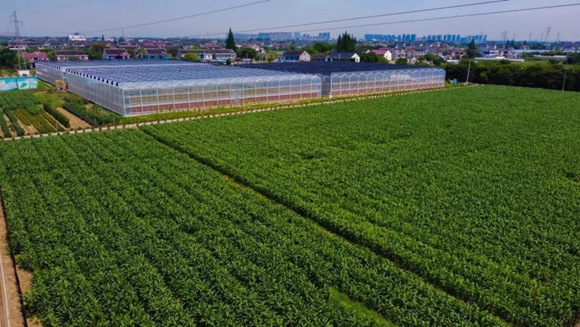 “黃金小玉米”即將進入收獲期。常熟煙草供圖