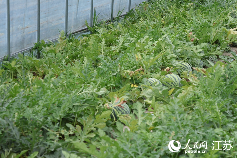 西江村現(xiàn)代農業(yè)產業(yè)園種植基地，西瓜個頭勻稱。人民網 楊維瓊攝