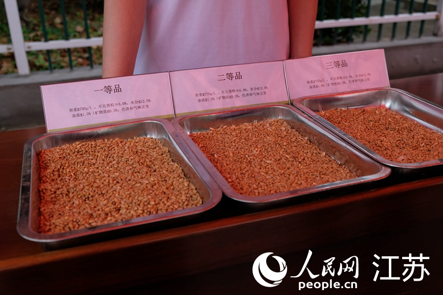 不同品次的小麥，供農(nóng)戶直觀了解。人民網(wǎng) 王雪彤?dāng)z