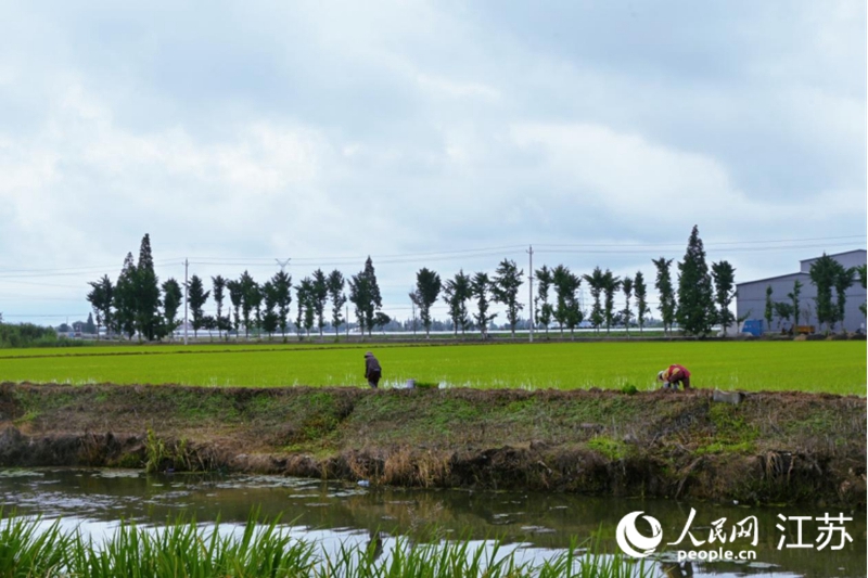 興化戴窯鎮(zhèn)農(nóng)民忙著插秧。 人民網(wǎng) 鞠峰攝
