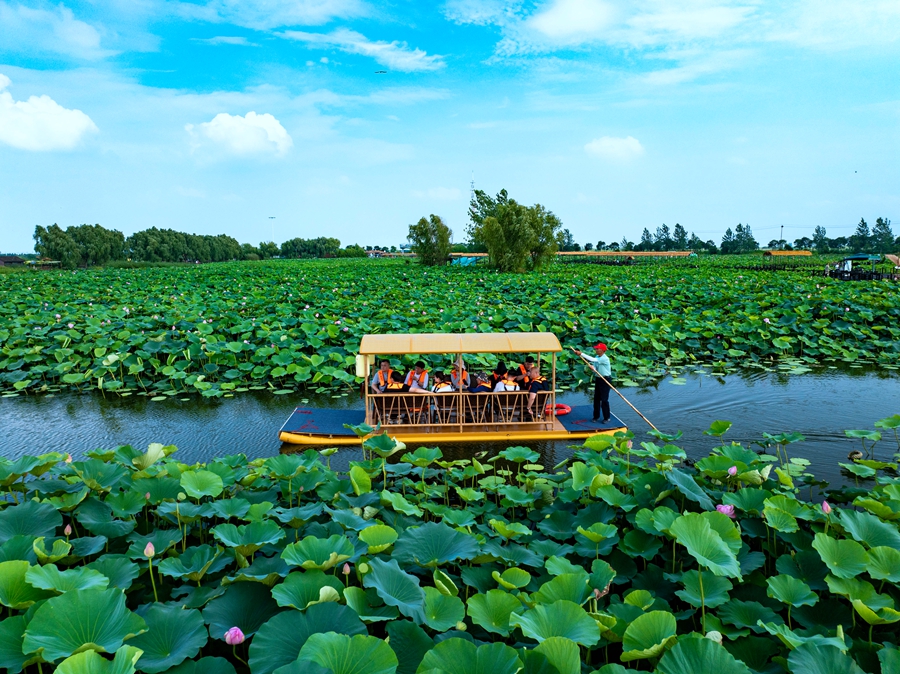 游客乘船穿過荷塘。周社根攝