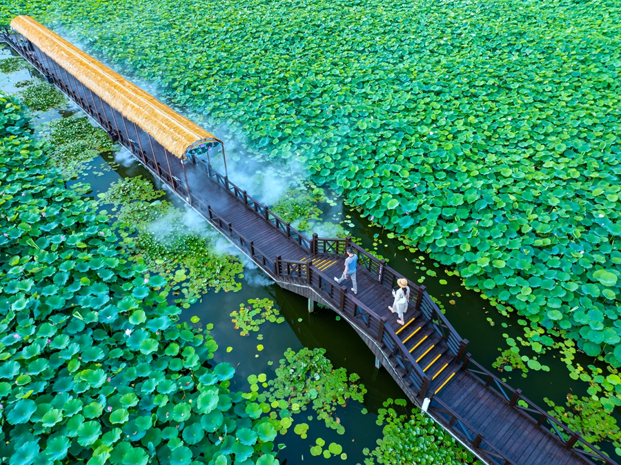 游客漫步荷塘廊道。周社根攝