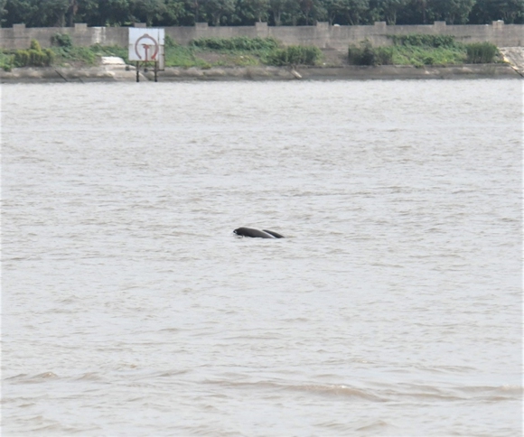 東線第一帆紀(jì)念公園附近水域，調(diào)查隊(duì)發(fā)現(xiàn)“母子豚”逐浪戲水鏡頭。汪正飛攝