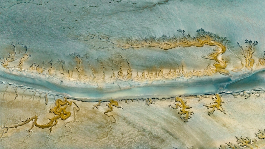 條子泥“潮汐樹”景觀。陳雨攝