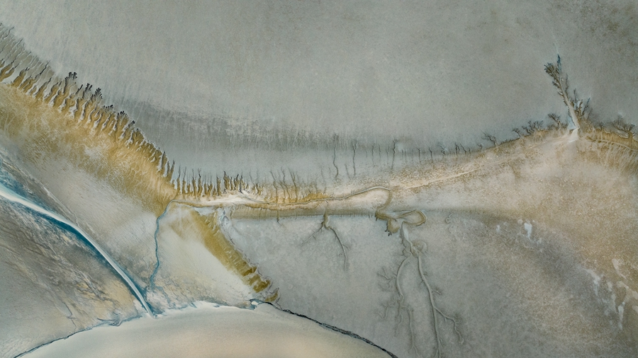 條子泥“潮汐樹”景觀。陳雨攝