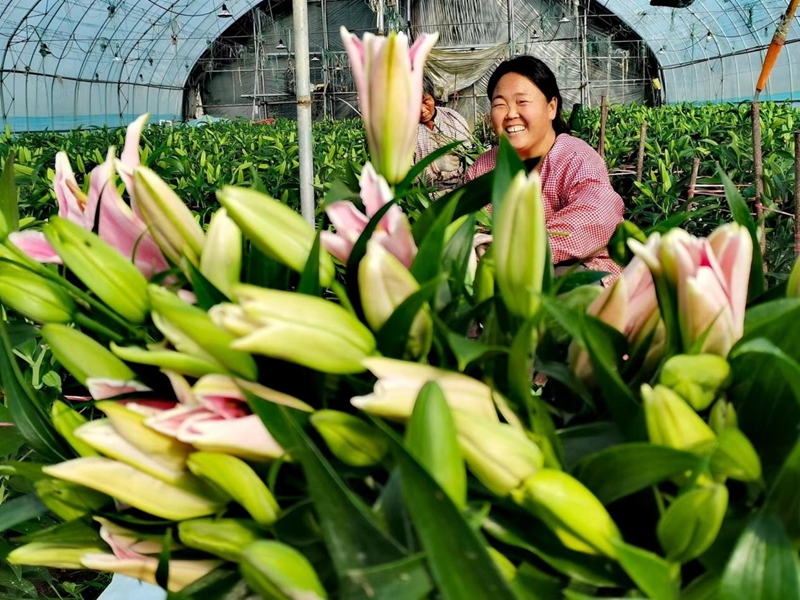 百合是東?？h另一個代表性的花卉品類。張開虎攝