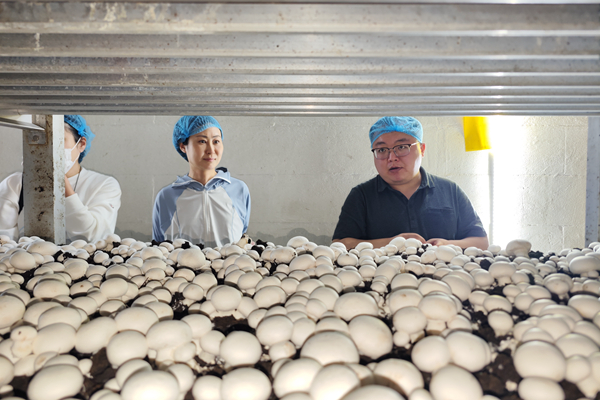 裕灌農(nóng)業(yè)的雙孢菇生產(chǎn)車間。 孫蓀攝