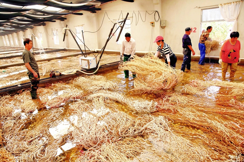 紫菜育苗期的忙碌景象。受訪者供圖